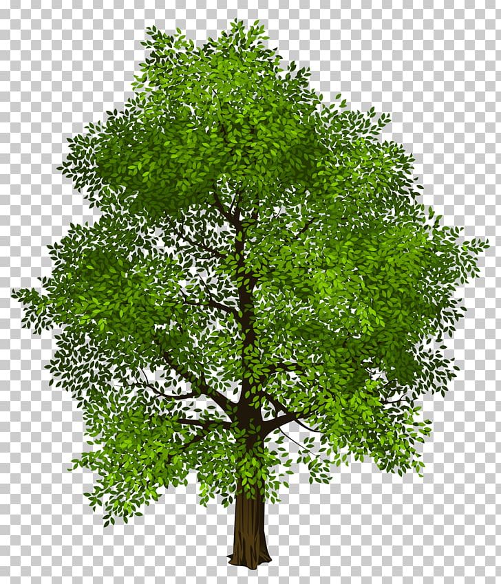 Detail Tree 2d Png Nomer 38