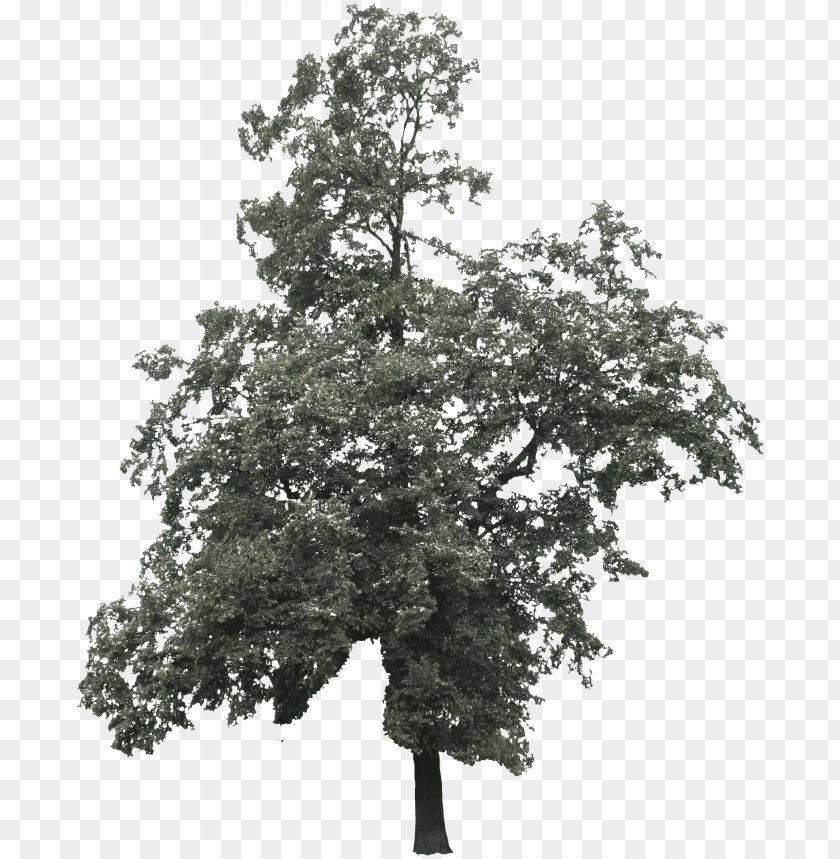 Detail Tree 2d Png Nomer 6