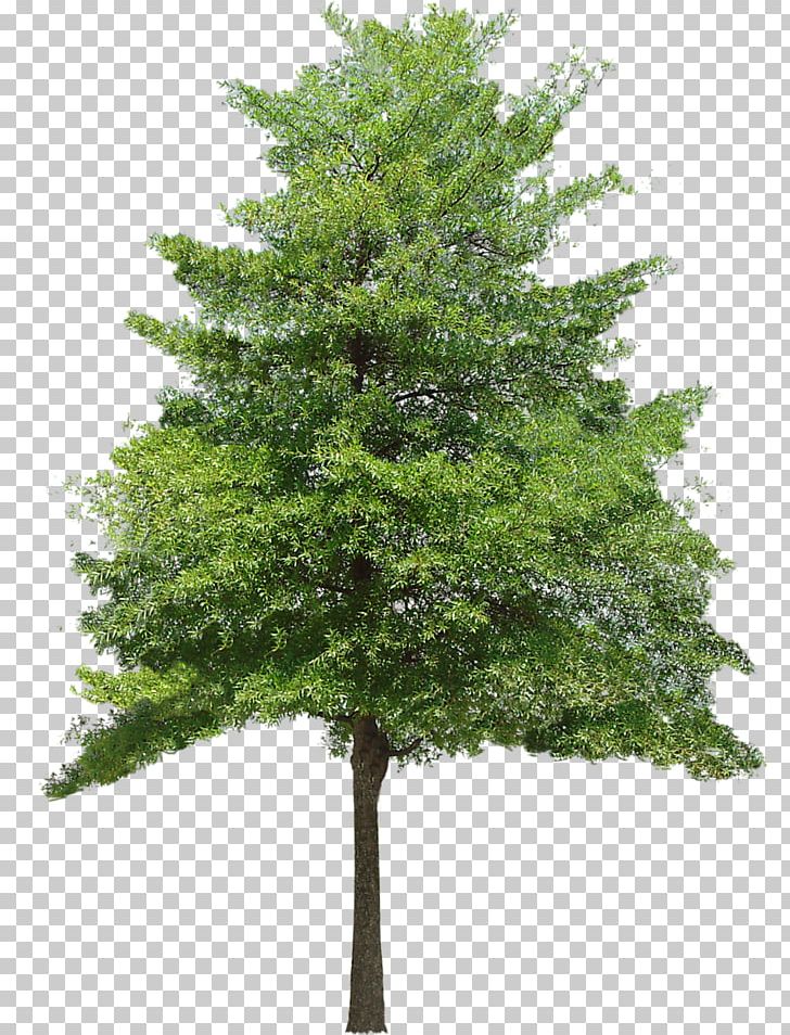 Detail Tree 2d Png Nomer 52