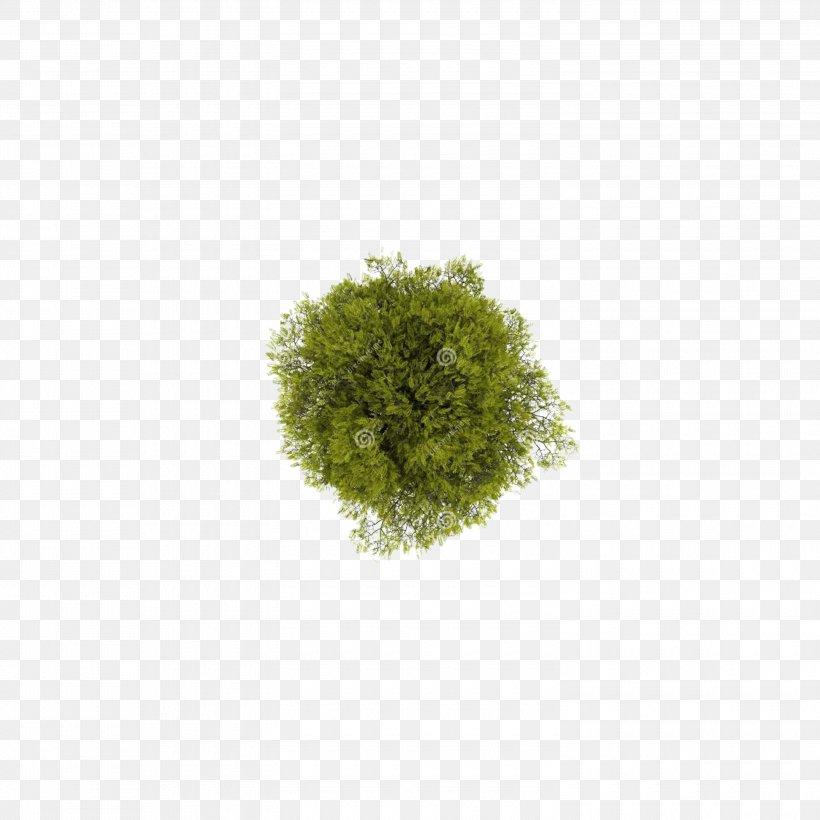 Detail Tree 2d Png Nomer 7