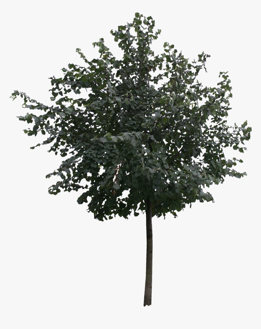 Tree 2d Png - KibrisPDR