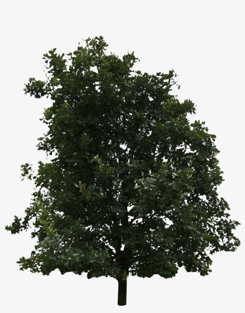 Detail Tree 2d Png Nomer 12