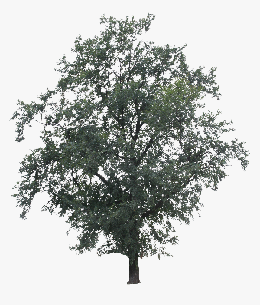 Detail Tree 2d Png Nomer 4