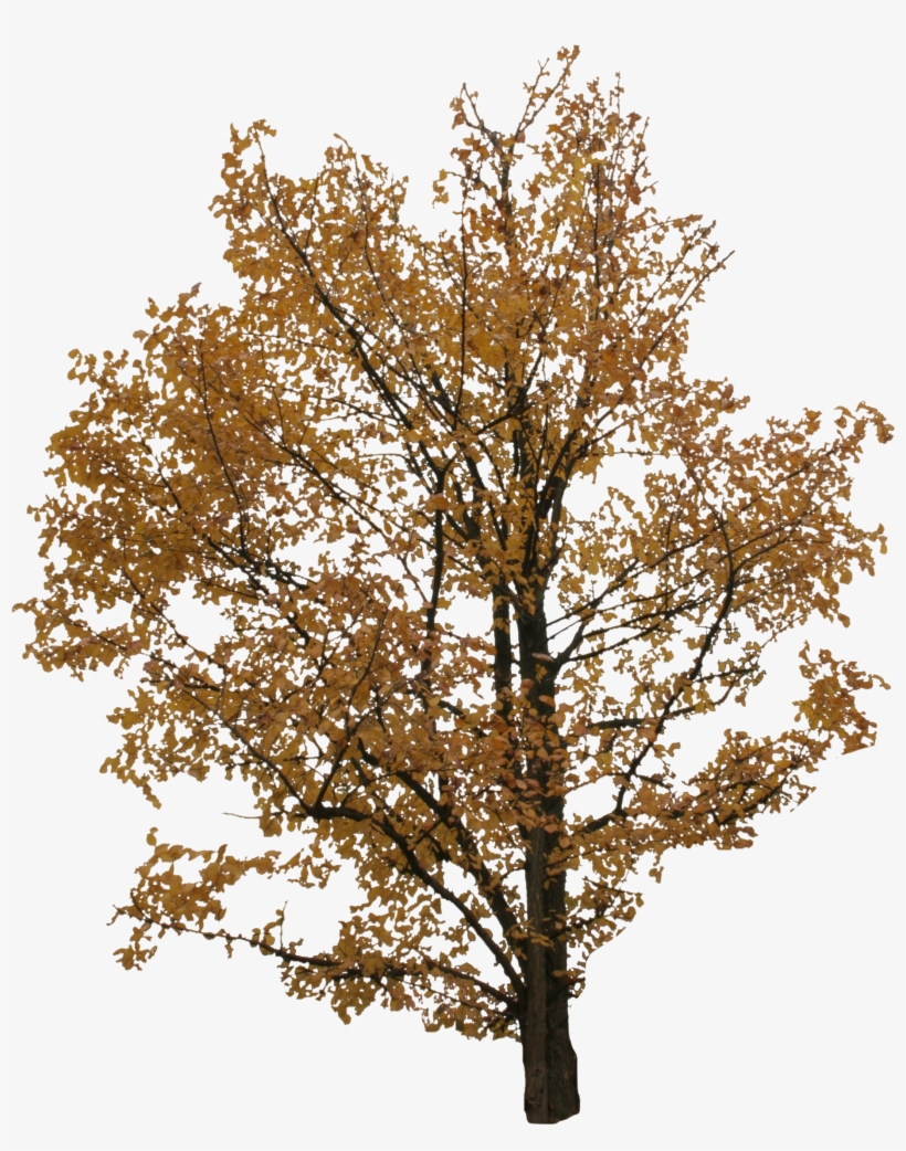 Detail Tree 2d Png Nomer 30