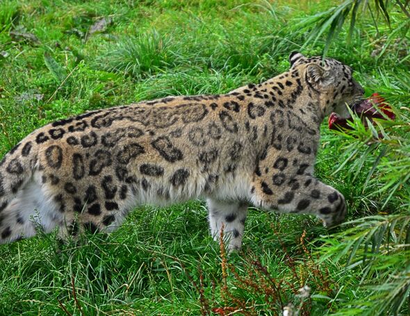 big cat of cumbria dna sheep