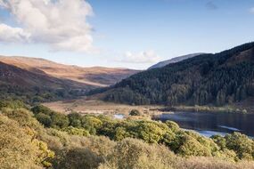 uks 10 largest forests revealed