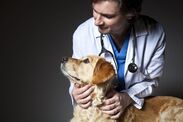 cancer diabetes detected by dogs 