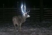 tragic reason why reindeer have glow-in-dark antlers