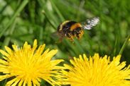 get rid dandelions garden