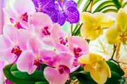 how to get longer lasting orchid flowers 