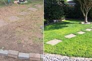 grass lawn seed growth repair