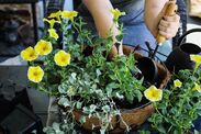 gardeners warned empty hanging baskets