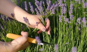 gardeners urged prune lavender now