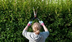 gardeners hit with 26000 fines tree hedge mistakes