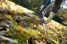 gardening fallen leaves lawn mulch