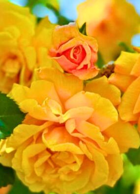 how to get longer lasting rose flowers 