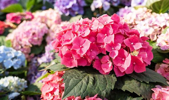 hydrangea heatwave watering deadheading tips