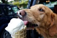 aldi shoppers langham doggy ice cream warning