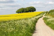 oldest road uk ridgeway prehistoric dorset watling