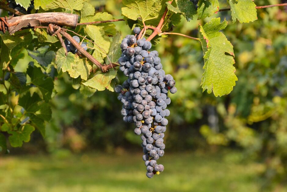 Vineyard Ready to Produce Wine