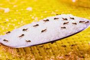 how to get rid of ants permanently