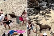 san diego sea lions attacking tourists beach