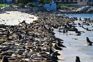 incredible sight hundreds sealions invade beach