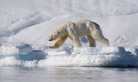 remote island Spitsbergen polar bears