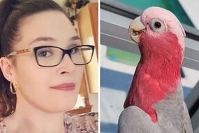 woman exotic bird lost pennsylvania uk news