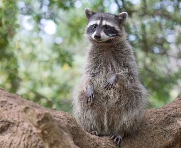 raccoon scoffs snacks too fat