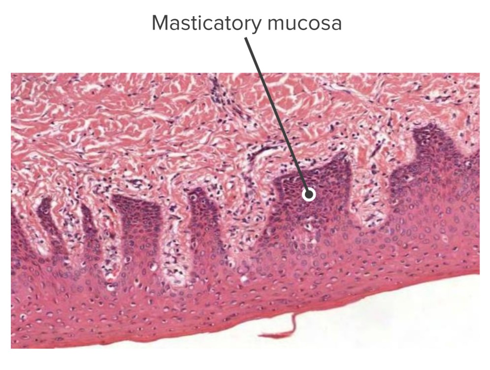 Hard Palate Histology