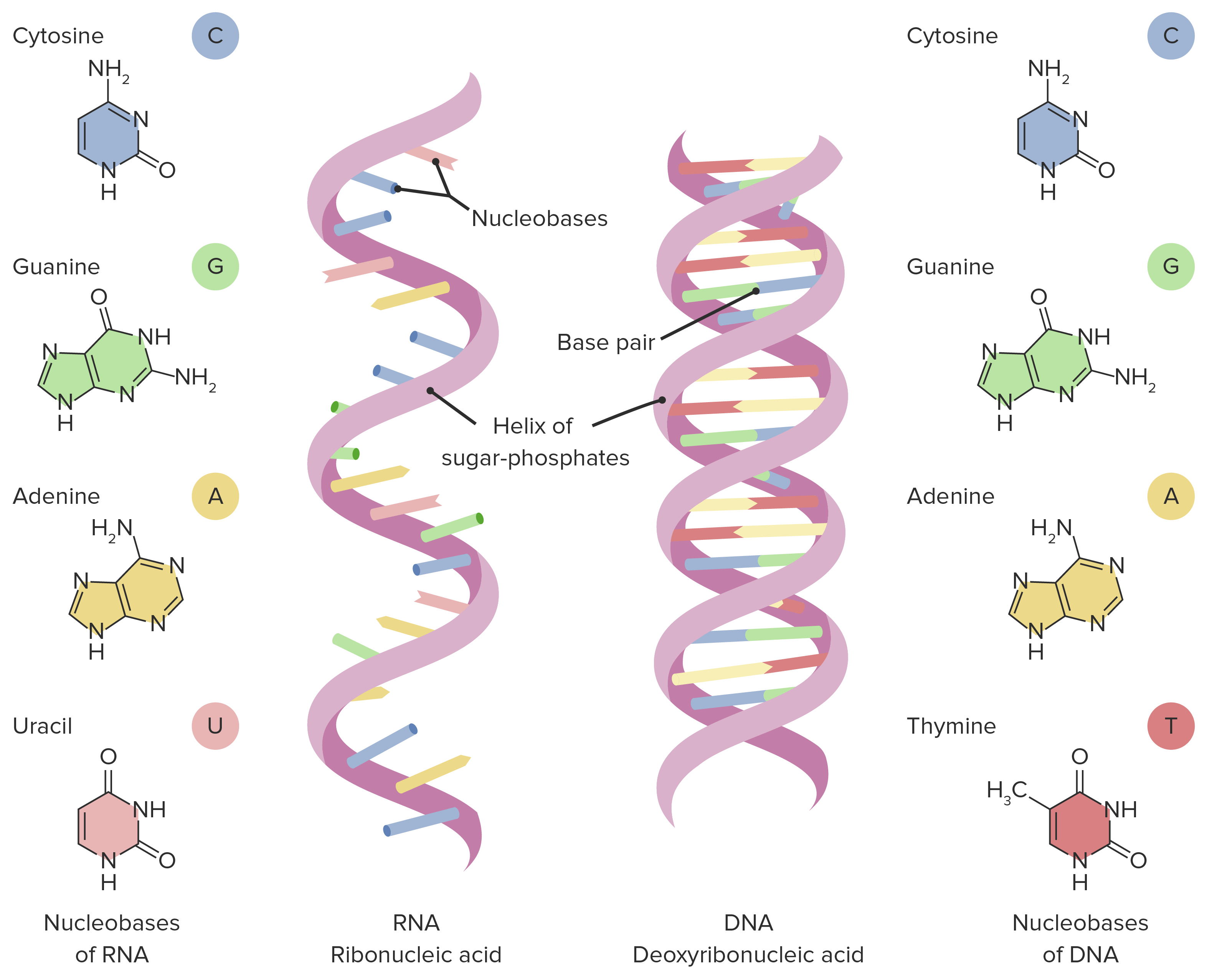 Draw Labelled Diagram Of Dna Rna Give Name And Structure Of Different ...