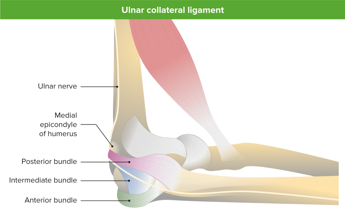 Ulnar collateral ligament