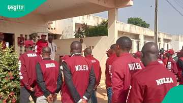 NDLEA ta yi babban kamu, ta cafke kayan laifi mafi girma a Kano