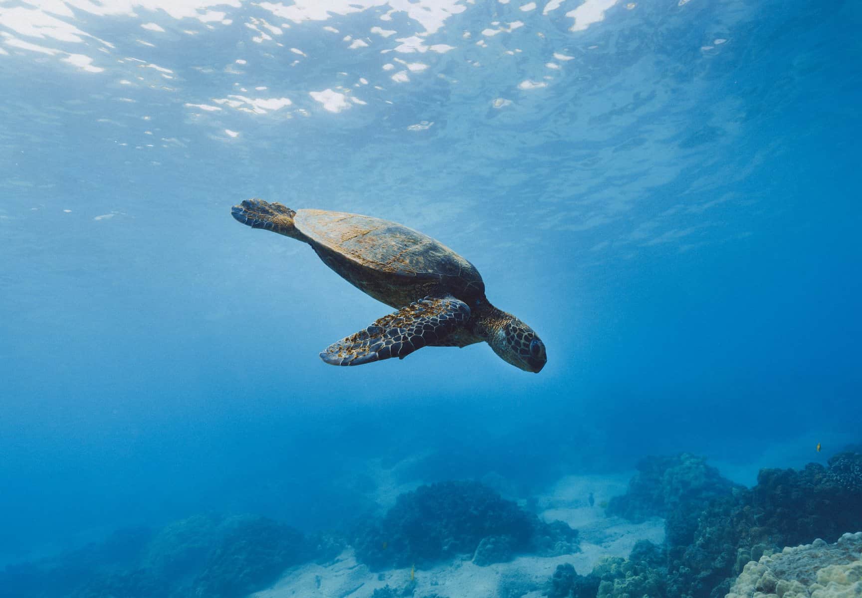 Galapagos Islands