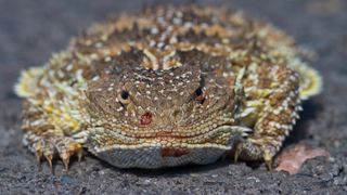 A close-up of a horned lizard