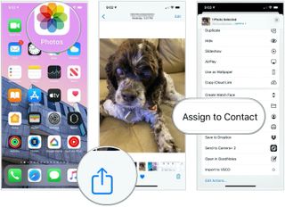 Open the Photos app. Locate the photo you want to use and tap on it. Tap on the share button and select Assign to Contact.