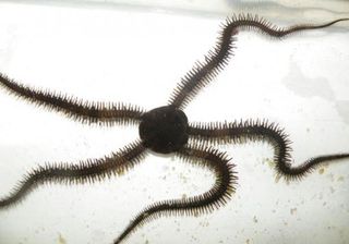 The brittle star doesn’t turn as most animals do. It simply designates another of its five limbs as its new front and continues moving forward.