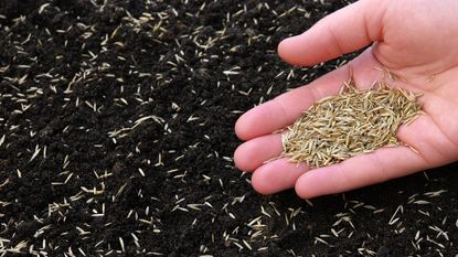 Sowing grass seed by hand in the garden