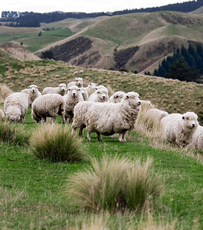 Scientists Are Breeding Low-Emission Sheep