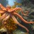 An octopus at the USC Wrigley Marine Science Center on Catalina Island. Image credit: University of Southern California.