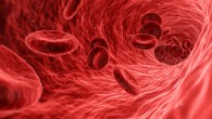 Angiogenesis is a process by which new blood vessels are formed from pre-existing ones. Image credit: Arek Socha.