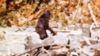 A still frame from the Patterson-Gimlin film, a famous motion picture of an unidentified subject filmed on October 20, 1967 by Roger Patterson and Robert Gimlin on Bluff Creek, a tributary of the Klamath River about 25 road miles north-west of Orleans, California.