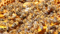 Larger honeybee colonies have quieter combs. Image credit: Seagul.