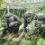 Chimpanzees eating leaves at the Kumamoto Sanctuary in Japan. Image credit: Onishi et al., doi: 10.1016/j.cub.2024.11.052.