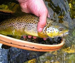 brown trout being held above net