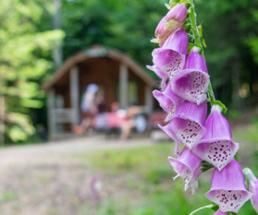 purple flowers