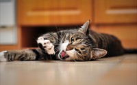 Sleepy cat [2] wallpaper 2560x1600 jpg