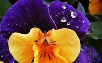 Pansy wallpaper 2560x1600 jpg