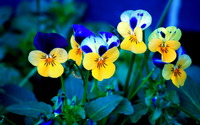 Pansies wallpaper 1920x1200 jpg